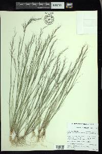 Aristida basiramea image