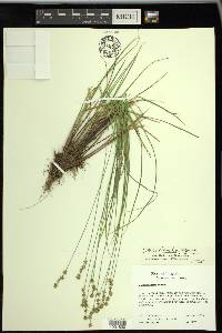 Carex echinata subsp. echinata image