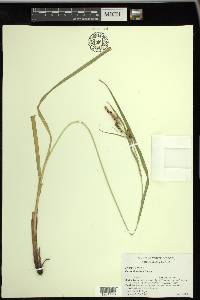 Carex shortiana image