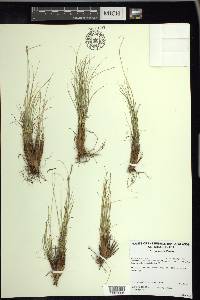 Carex myosuroides image