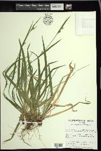 Carex leptonervia image