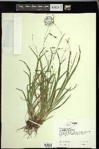 Carex laxiculmis image