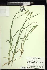 Carex laevivaginata image