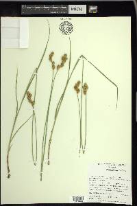 Carex bicknellii image