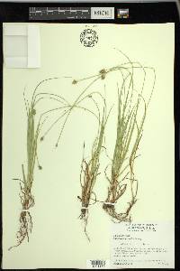 Carex leavenworthii image