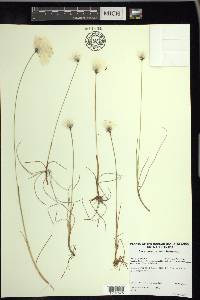 Eriophorum scheuchzeri image