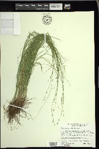 Carex radiata image