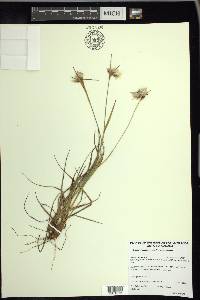 Eriophorum viridicarinatum image