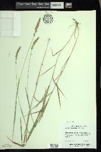 Muhlenbergia glomerata image