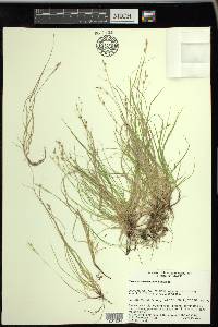 Carex novae-angliae image