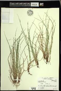 Carex umbellata image