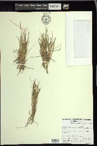 Carex subspathacea image