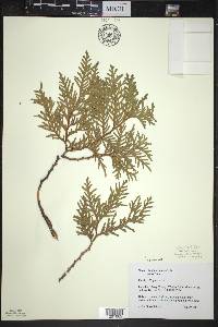 Thuja occidentalis image