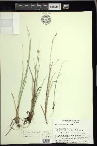 Carex livida image