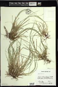 Carex umbellata image