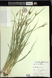 Carex viridula image