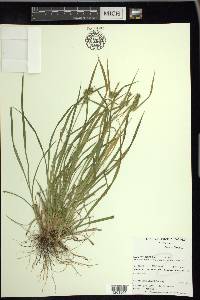 Carex flava image