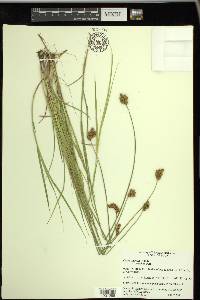 Carex waponahkikensis image