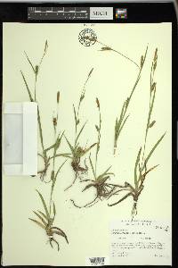 Carex microdonta image