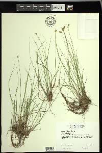 Carex echinata image