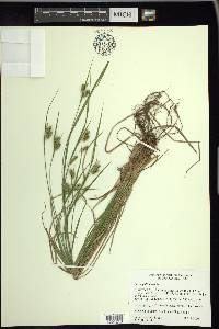 Carex pallescens image