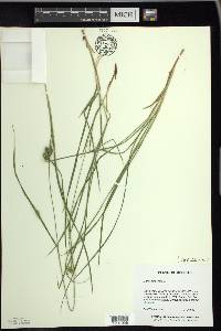 Carex pallescens image