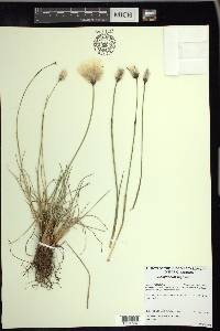 Eriophorum vaginatum image