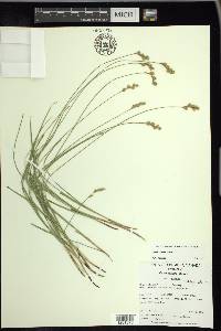 Carex tenera var. tenera image