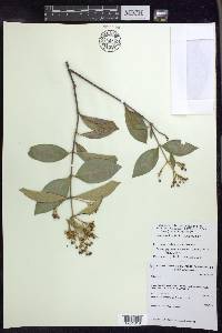 Niedenzuella sericea image