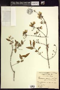 Heteropterys dumetorum image