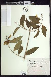 Heteropterys bicolor image