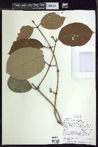 Heteropterys aureosericea image