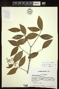 Niedenzuella acutifolia image