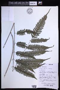 Pteridrys syrmatica image