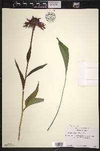 Echinacea purpurea image