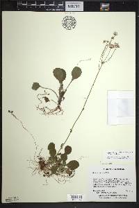 Packera obovata image