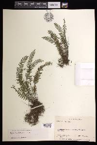 Asplenium formosum image