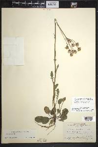 Packera paupercula var. pseudotomentosa image