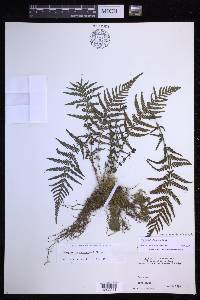 Thelypteris rheophyta image
