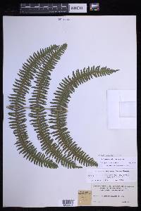 Thelypteris rudis image