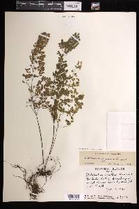 Adiantum raddianum image