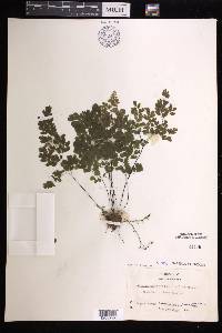 Adiantum raddianum image