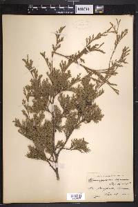 Chamaecyparis thyoides image