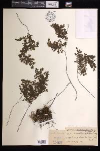 Adiantum raddianum image