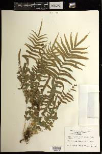 Pteris vittata image