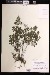 Adiantum raddianum image