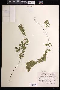 Adiantum raddianum image