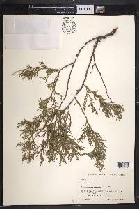 Chamaecyparis thyoides image