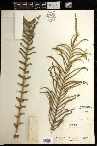 Pteris vittata image