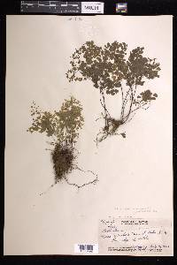 Adiantum raddianum image